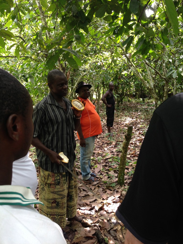 Cutting open the cocoa pod