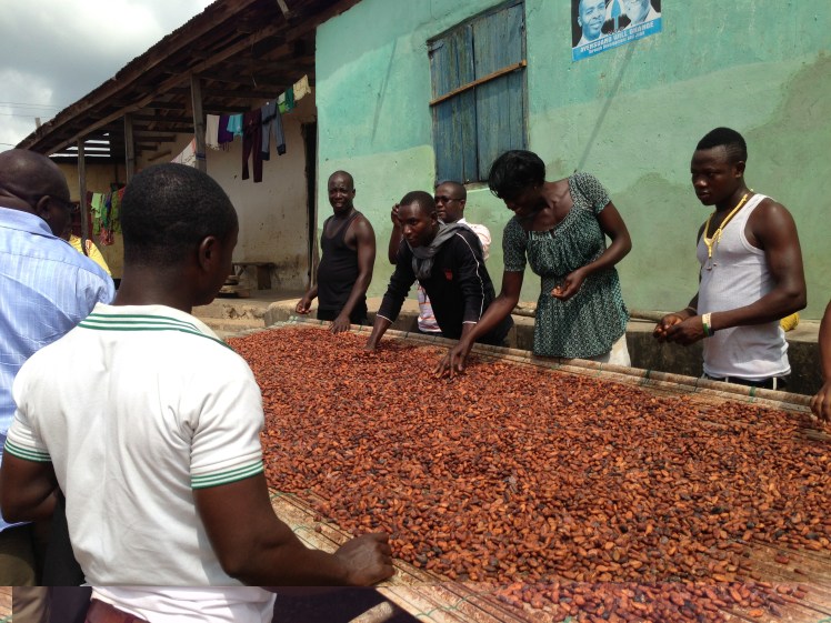 Drying out the cocoa beans