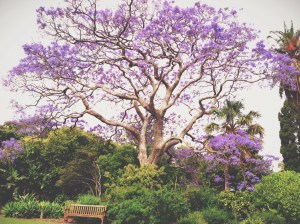 jacaranda tree botanical gardens