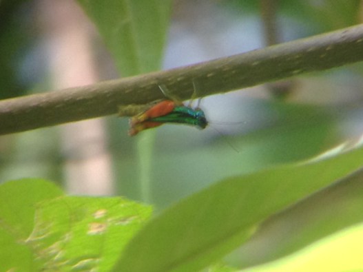 A Rainbow Cricket! Manuel Antonio