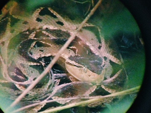 A 'very very poisonous' snake Manuel Antonio