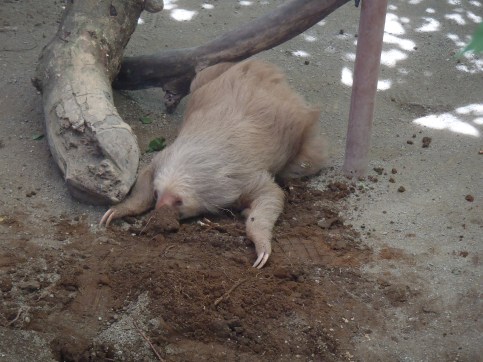 Jaguar Rescue Center Purto Viejo