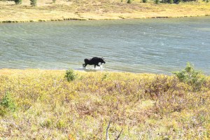 Rocky Mountain Moose