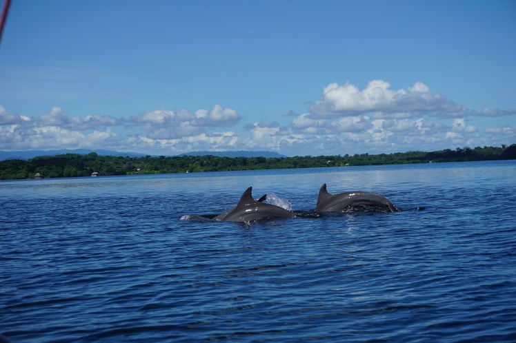 Dolphins